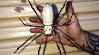 🕸Top 10 Largest Spiders True Spiders  BEST LIST [upl. by Alocin]