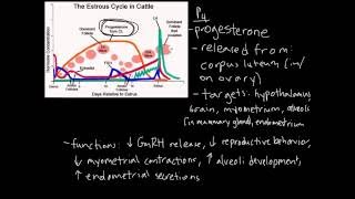 Estrous Cycle [upl. by Lukasz661]