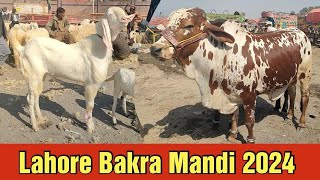 rajanpuri Bakre  sahiwal cholisthani bachre  Bakra Eid 2024  Lahore shahpur kanjra mandi [upl. by Malliw17]