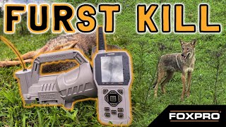 The FOXPRO Hellcat Pro Takes Its First Kentucky Coyote [upl. by Emyam]