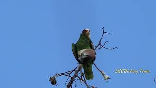 Whitefronted Parrot  Birds of Costa Rica birds wildlife nature [upl. by Raskin901]