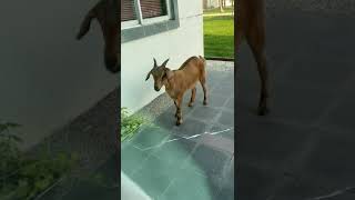 we found 5 goats outside my dead uncles house [upl. by Ainnek766]