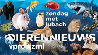 Dierennieuws  Zondag met Lubach S09 [upl. by Yelac]