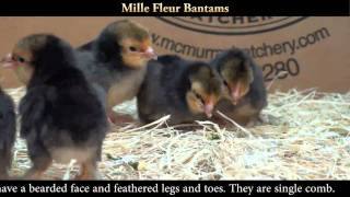 Mille Fleur Bantam Chicks [upl. by Venice]