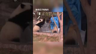 Pandas Nature’s Most Fascinating Creatures cute funny panda [upl. by Avie]