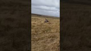 Almost Stepped On It pheasant pheasanthunting bwfilms [upl. by Eelyek252]