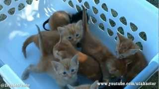 Basket of Meowing Kittens [upl. by Edrock823]