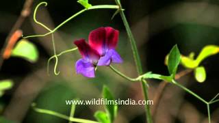 Sweet Pea Lathyrus odoratus and Petunia in Delhi garden [upl. by Suhcnip939]