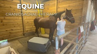 Equine CranioSacral Therapy  Stephanie Chan [upl. by Yenterb]