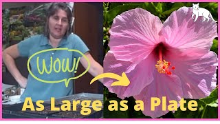 How to Plant  Planting Hardy Hibiscus From Seed Indoors [upl. by Nodnarbal453]