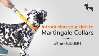 All you need to know about Martingale collars LearnWithHUFT I Heads Up For Tails [upl. by Yelknirb287]