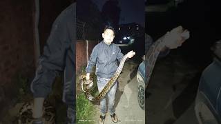 Burmese python Rescued by Bedanga Saikia Rupjyoti Nagar GolaghatAssam [upl. by Culliton]