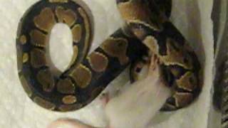 Baby Ball Python Feeding [upl. by Anaihs]