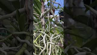 Mega happy Vanda orchid roots [upl. by Ner]