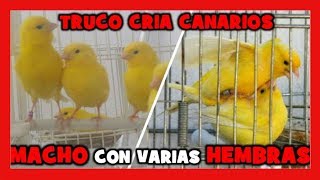 COMO CRIAR CON UN CANARIO Y VARIAS CANARIAS 🐤 Truco para Criar Canarios con Exito y Muy Facil [upl. by Shaper261]