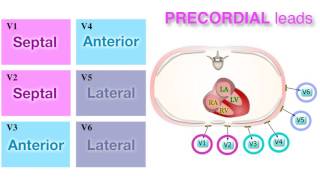 Ischemia 37  Localization on ECG [upl. by Vine]