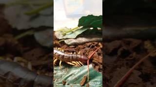 Scolopendra dehaani amazing butiful giantcentipede speed dangerous venomous [upl. by Laynad689]