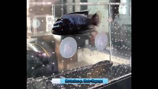 Sự tiến hoá về diện mạo của Msobo African Cichlids [upl. by Eornom]