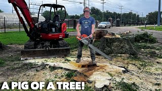 92quot diameter hackberry removal [upl. by Lael]