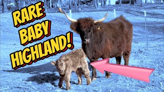 New Life on the Homestead A Highland Baby Miracle babyanimals homestead [upl. by Audrie957]