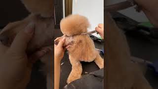 Grooming the Poodle Topknot [upl. by Drofwarc]