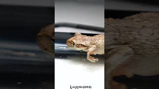 Cuban Tree Frog accidentally stepped on a Cricket [upl. by Nodnab]