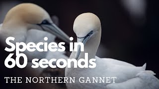 The Northern Gannet [upl. by Nodlew]