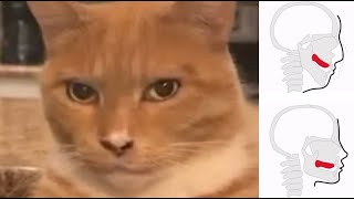 Cat Mewing and Looksmaxxing Meme [upl. by Onofredo]