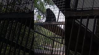 Owa Hitam Jawa shorts monkey zoo [upl. by Hanas]