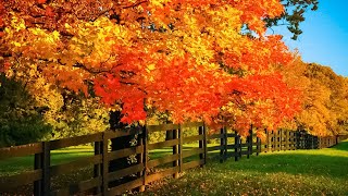 Beautiful Relaxing Music  Soothing Autumn Melodies Mindful and Peaceful Piano Instrumental Music [upl. by Gnuh720]