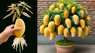 How To Grow Mango Tree From Mango Fruit With Coca Cola And egg grow mango tree cutting [upl. by Raveaux788]