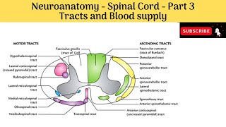 Spinal Pathways 2  Dorsal Column  Medial Lemniscus Pathway [upl. by Lennej]