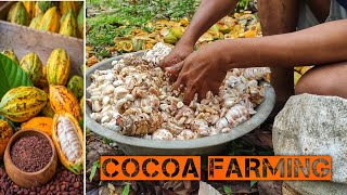 Cocoa Fruit Harvesting  Cocoa bean Processing  Cocoa Processing To Make Chocolate in Factory [upl. by Nadnarb]