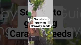 Secrets to growing Caraway Seeds [upl. by Aseram]