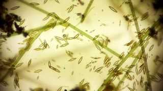 Mike Rosecope Youtube Channel Trailer  microorganisms under microscope  microorganism [upl. by Lole]