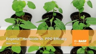 Engenia® Herbicide Takes On Its PPO Competition Test 1 [upl. by Hpejsoj]