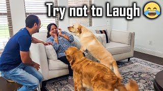 My Parents Who are Scared of a Dog Meets Buddy Teddy for the First Time  Too Funny 😂 [upl. by Kirk]