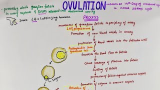 How Ovulation Works Animation  Travel of Egg Cell from Ovary to Uterus Video [upl. by Firooc]