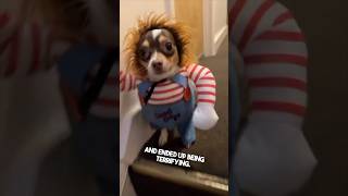 Their dog’s halloween costume is terrifying 😂 [upl. by Grunenwald]