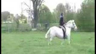 Percheron X for sale to good home SOLD [upl. by Drahcir]