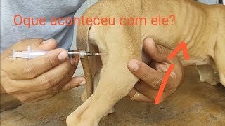 COMO APLICAR POTENAY EM FILHOTE DE CACHORRO APLICAR VACINA INTRAMUSCULAR EM FILHOTE [upl. by Akimik]