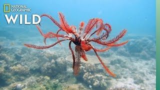 Feather Stars and Their Animal Invaders  Nat Geo Wild [upl. by Akins]