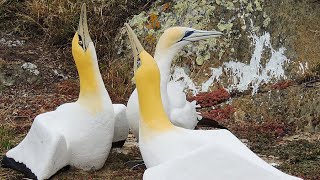 Nigel the lonely gannet surrounded by concrete birds on Mana Island [upl. by Iror97]