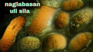 ep355Dive2 naglabasan ang balatan sa dating spot jackpot night spearfishing Philippines [upl. by Eniksre]