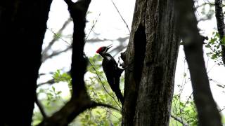 Pileated Woodpecker Drumming  1080p HD [upl. by Ynaitirb595]