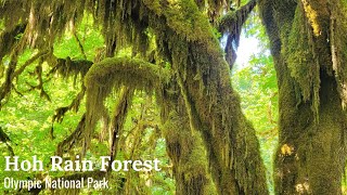 Hoh Rain Forest in Olympic National Park Washington [upl. by Aihseit116]