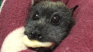 Rescued Bat Enjoys Banana [upl. by Shandie966]