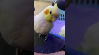 Leo the cutie pie ☺️ cockatiel shorts short shortsfeed shortvideo shortsvideo shortsviral [upl. by Rania]