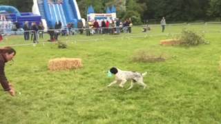 Gundog Scurry 2016 [upl. by Llevram]