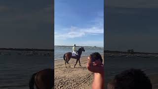 Horse escapes police in Sanlúcar de Barrameda Spain [upl. by Nnylamme]